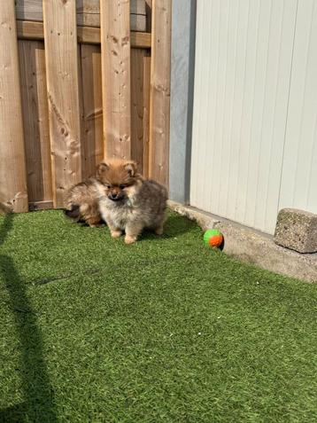 Prachtige dwergkees/pomeriaan pups, Dieren en Toebehoren, Honden | Poolhonden, Keeshonden en Oertypen, België, Keeshond, CDV (hondenziekte)
