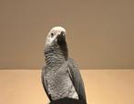 Gris du Gabon (Psittacus erithacus), Mâle, Perroquet, Parleur