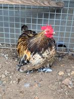 Cochin kriel haan, Dieren en Toebehoren, Pluimvee