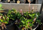 Vaste tuinplant, bodembedekker persicaria duizendknoop roze, Zomer, Vaste plant, Bodembedekkers, Ophalen of Verzenden