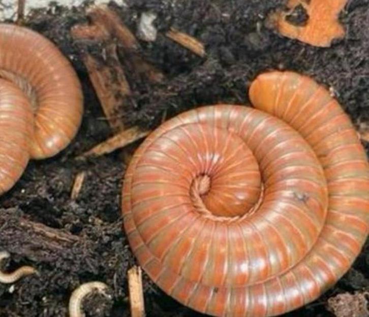 Miljoenpoot Spirostreptus sp Tanzania, Animaux & Accessoires, Insectes & Araignées