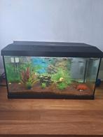 Aquarium juwel 60l, Dieren en Toebehoren, Ophalen, Gebruikt, Filter of Co2