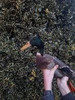 Loopeendjes beschikbaar, Dieren en Toebehoren, Mannelijk, Eend