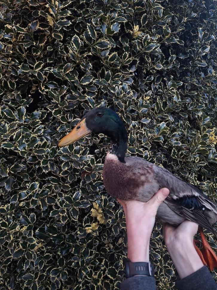 Loopeendjes beschikbaar, Dieren en Toebehoren, Pluimvee, Eend, Mannelijk