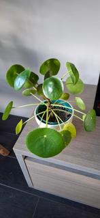 pannenkoekenplant, Huis en Inrichting, Kamerplanten, Ophalen, Overige soorten, In pot, Minder dan 100 cm