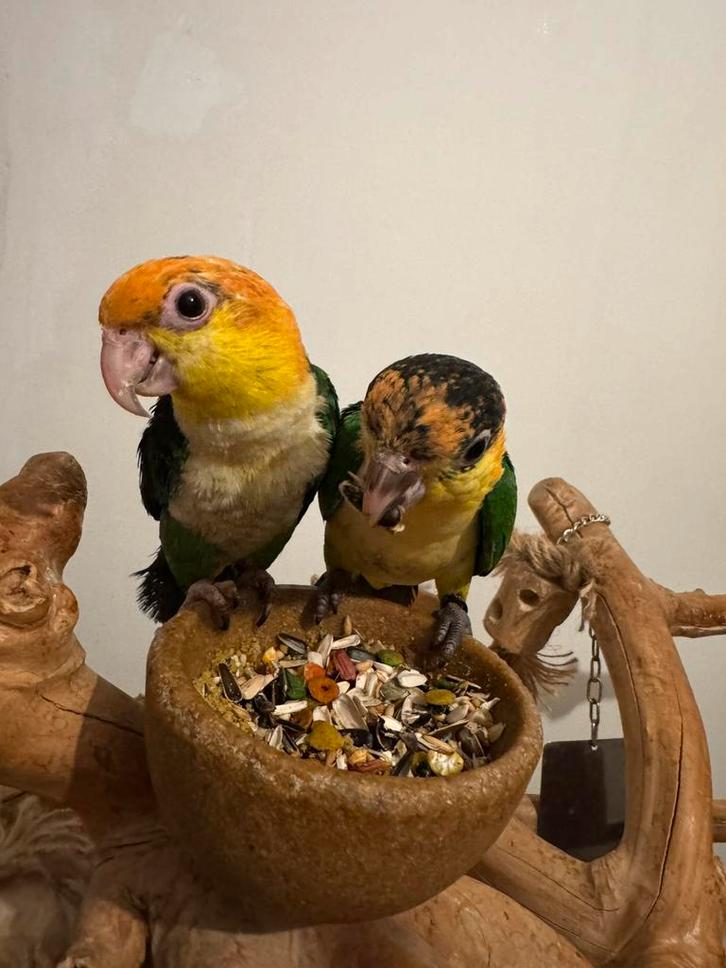 Handtamme roestkop caique, Dieren en Toebehoren, Vogels | Parkieten en Papegaaien, Papegaai, Pratend, Tam, Geringd