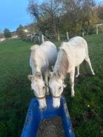 Trekpaarden te koop (gereserveerd), Dieren en Toebehoren, Merrie, Tuigpaard, Gechipt, 7 tot 10 jaar