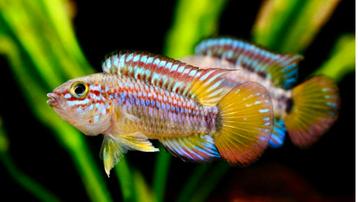 Apistogramma Santa Rosa - Ortega dwergcichlide Zeer zeldzaam beschikbaar voor biedingen