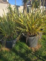 Phormium Tenax Variegata, Ophalen, Vaste plant