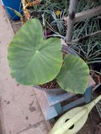 colocasia jack giant, Tuin en Terras, Planten | Tuinplanten, Ophalen