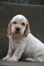 Roodschimmel Engelse Cocker pup, Dieren en Toebehoren, België, Reu, CDV (hondenziekte), 8 tot 15 weken