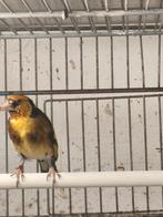 Parva man 2024, Dieren en Toebehoren