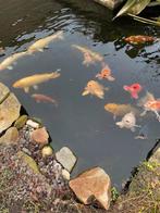 koi vis, Dieren en Toebehoren, Karper of Koi
