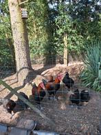 Broedeieren marans zwart koperhals, Dieren en Toebehoren