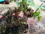 Bonsai hibiscus, Tuin en Terras, Ophalen