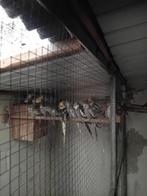 valk parkieten, Dieren en Toebehoren, Meerdere dieren, Parkiet