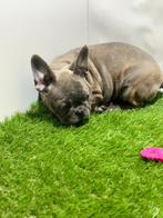 Franse bulldog puberpups, Dieren en Toebehoren, 15 weken tot 1 jaar, Buitenland, CDV (hondenziekte), Bulldog