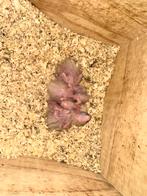 Ara maracana, Dieren en Toebehoren, Ophalen