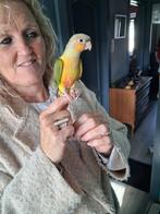 handtamme pyrrhura, Dieren en Toebehoren, Tropenvogel, Tam