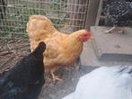 Wyandotte kriel hen buff