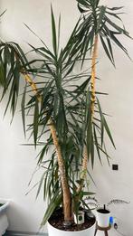 2 yucca stammen, Maison & Meubles, Plantes d'intérieur, 200 cm ou plus, Yucca, Enlèvement