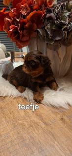 Shih tzu pups, België, Fokker | Hobbymatig, Overige rassen, CDV (hondenziekte)