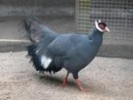 Fazanten Blauwoor fazanten, Dieren en Toebehoren, Pluimvee, Meerdere dieren
