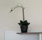Orchidee Faux, Maison & Meubles, Plantes d'intérieur, Enlèvement