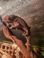 Vrouwelijke pantherkameleon