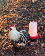 Grote en kleine haan, Dieren en Toebehoren, Pluimvee