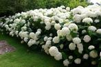 Hydrangea Annabelle, Tuin en Terras, Planten | Tuinplanten, Ophalen of Verzenden, Vaste plant