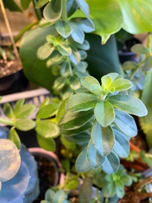 Peperomia camptotricha, Huis en Inrichting, Kamerplanten, Overige soorten, Minder dan 100 cm, Groene kamerplant, Halfschaduw, In pot