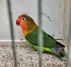 Agapornis fischeri wildkleur pop 2025, Femelle, Perroquet nain ou Inséparable, Bagué