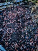 Crottin de cheval / fumier biologique, Jardin & Terrasse, Enlèvement, Fumier