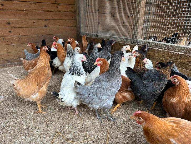 Legkippen verschillende kleuren, Dieren en Toebehoren, Pluimvee, Kip, Vrouwelijk