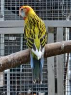 Rosella's mutaties, Dieren en Toebehoren, Meerdere dieren, Parkiet, Geringd