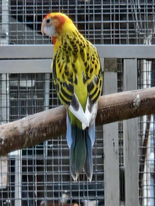 Rosella's mutaties, Dieren en Toebehoren, Vogels | Parkieten en Papegaaien, Parkiet, Meerdere dieren, Geringd