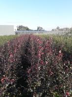 Rode Beuk / Fagus sylvatica 'Atropunicea', Jardin & Terrasse, Plantes | Arbustes & Haies, Enlèvement, Charme, Haie