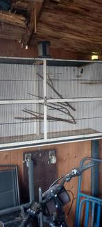 Grote kweekkooi, Dieren en Toebehoren, Ophalen