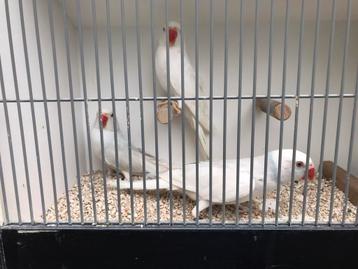 Halsbandparkieten beschikbaar voor biedingen