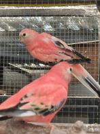 rose opaline bourke