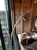 Taxidermie koningsfazant staat lengte 150 cm, Ophalen of Verzenden