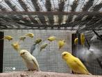 Jonge grasparkieten 2025 gele en witte, Dieren en Toebehoren, Vogels | Parkieten en Papegaaien