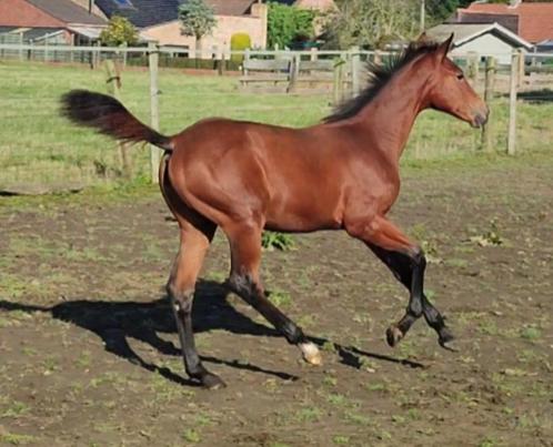 BWP merrieveulen en BWP hengstveulen, Dieren en Toebehoren, Paarden, Meerdere dieren, Niet van toepassing, 170 tot 175 cm, 0 tot 2 jaar