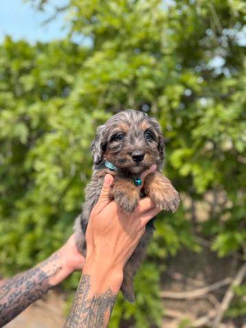 Mini Bernedoodle pups ( berner sennen x dwerpoedel) beschikbaar voor biedingen