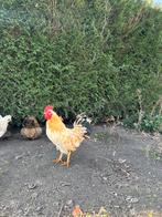 5 mooie hanen, Dieren en Toebehoren, Mannelijk, Kip