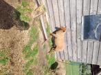 Ardense voskop ram, Dieren en Toebehoren, Schapen, Geiten en Varkens, Mannelijk, Schaap, 0 tot 2 jaar