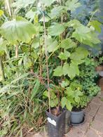Druiven plantjes wit pitloos, Tuin en Terras, Ophalen