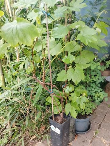 Druiven plantjes wit pitloos  beschikbaar voor biedingen