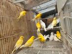 15 Kanaries, Dieren en Toebehoren, Vogels | Kanaries, Meerdere dieren, Kleurkanarie